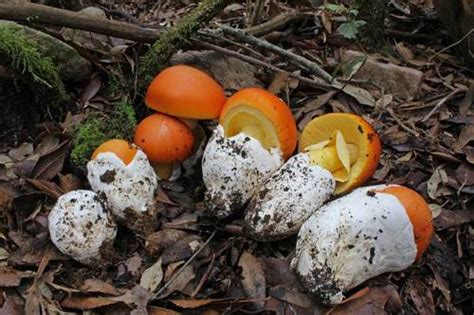 Caesar's Mushroom (Amanita caesarea) · iNaturalist