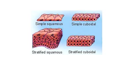 Simple Squamous Epithelium: Definition, Examples I NotesBard