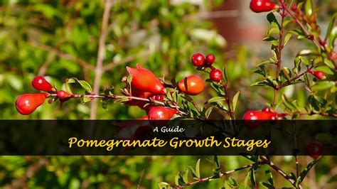 Pomegranate Growth Stages: A Guide | ShunCy