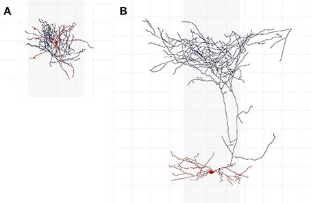 Examples of interneurons of different types and axonal features. (A) Is ...