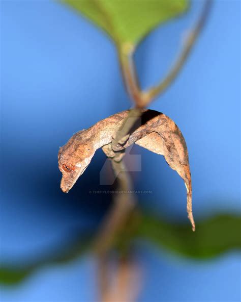 Uroplatus Ebenaui III by TheHyleoroi on DeviantArt