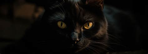 30 Best Black Cat Names - From classic to unique