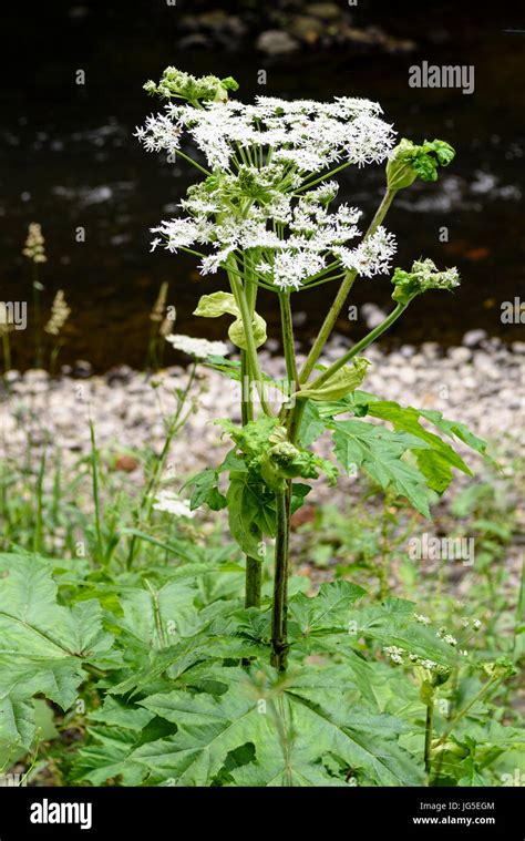 Heracleum mantegazzianum Fotos und Bildmaterial in hoher Auflösung