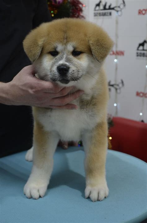 Справжній самурай: 25 000 грн. - Собаки Чернівці на Olx