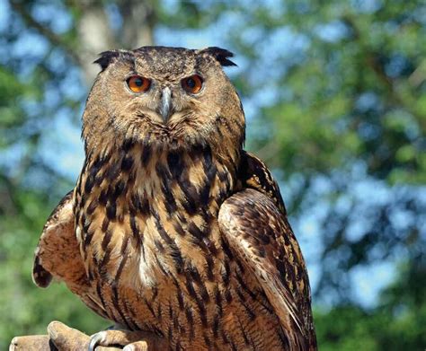 Der Europäische Uhu im Wildgehege Moritzburg - Staatsbetrieb ...