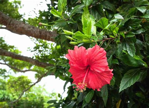 5 Hibiscus Plant Diseases To Look Out For! | Plants Heaven