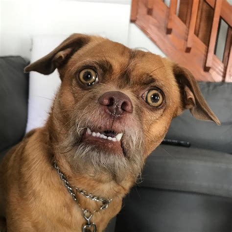 funny dog face