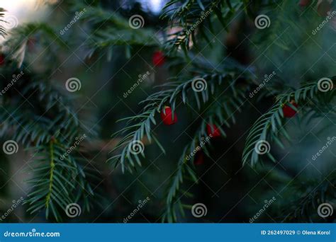 Close Up Taxus Wallichiana, the Himalayan Yew â€“ Branches Stock Image ...