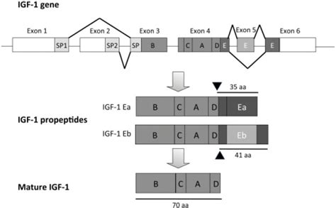 Structure Of The Rodent Igf 1 Gene Exons 1 And 2 Are Tr Open I