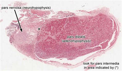 Duke DPT Histology - Endocrine System