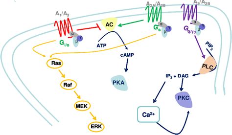 Figure 11 From Setting Gaba Levels Gaba Transporters Modulation By Adenosine Receptors