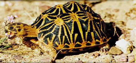 15 Weird and Cutest Turtle and Endangered Tortoise Species - Amazing Nature