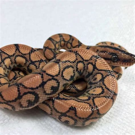 20 Brazilian Rainbow Boa Color Morphs (With Pictures) - ReptileHow.com