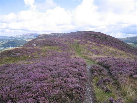 The Watches Covered In Heather