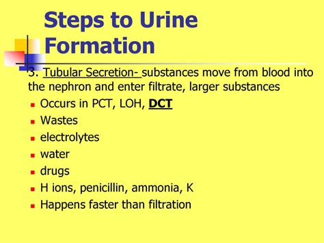 Urine Formation Ppt Download