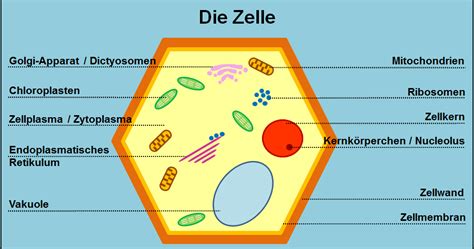 Microscopy Pictures Die Zelle Bild