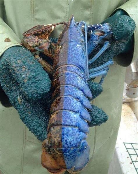 Blue Lobster, The Rare Crustacean That's One In 2 Million