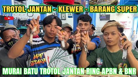 MURAI BATU TROTOLAN JANTAN GACORAN HARGA MERAKYAT 350 RB 400 RB