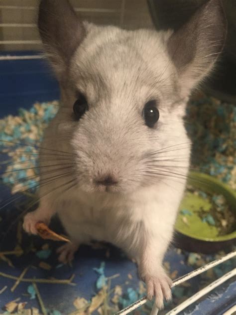best chinchilla hyperactive fast 7