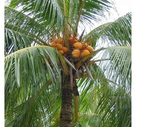 Full Sun Exposure Green Coconut Trees For Outdoor Alkaline Soil At Rs