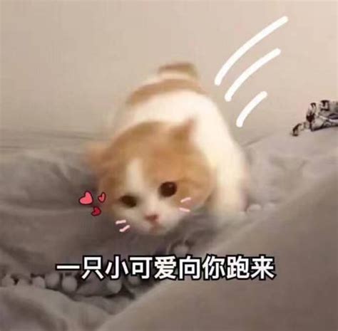 如何养出黏人猫咪 知乎