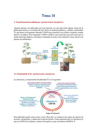 Tema 16 Ingenieria Genetica En Plantas Pdf