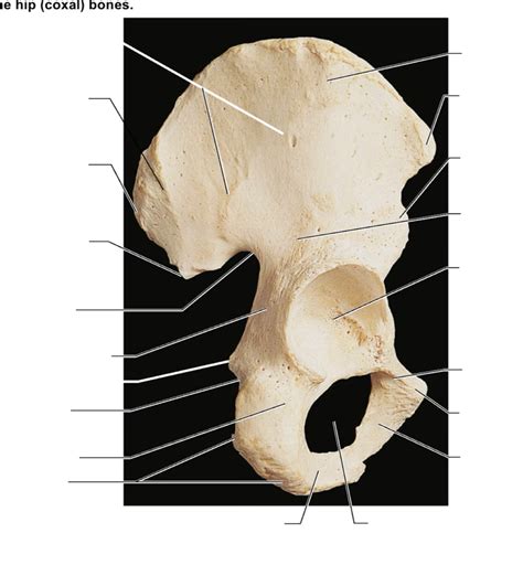 hip bones real pt. 5 Diagram | Quizlet