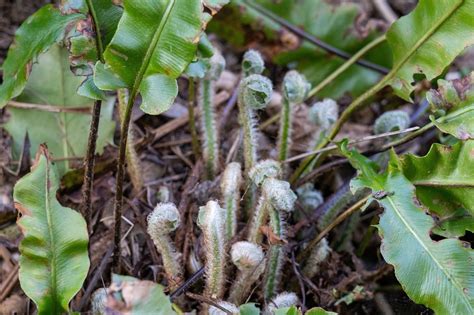 Ferm Shoots - Free photo on Pixabay - Pixabay