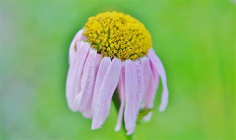 Free Images Landscape Nature Blossom Meadow Leaf Flower Purple