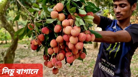 লিচু বাগানে একদিন। ব্রাহ্মণবাড়িয়া থেকে চম্পকনগর হয়ে বিষ্ণুপুর লিচু