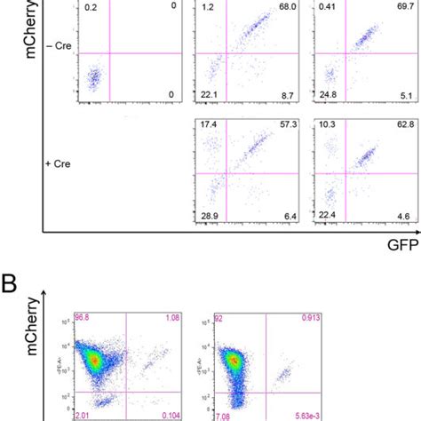 A Excision Of Ψ Via Loxp Sites Monitored By Disappearance Of Gfp