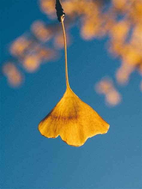 Free Images Branch Sky Sunlight Leaf Flower Petal Reflection