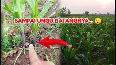 USIA 37 HST JAGUNG PERTIWI 6 BISI 18 Pertanian Jagung