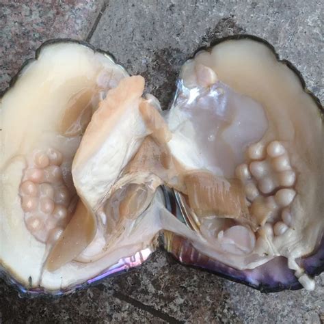 Big Oyster Pearls Monster Pearl Oyster Amazing Natural multi color ...