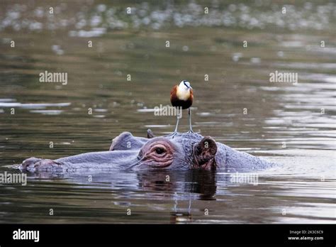 Ce Jacana Africain Se Trouve Au Dessus D Un Hippopotame Afrique Du Sud