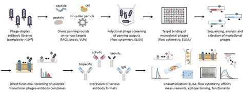 Antibody Drug Discovery Process