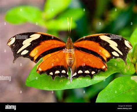 Tropical Butterfly Amsterdam Zoo The Netherlands Stock Photo Alamy