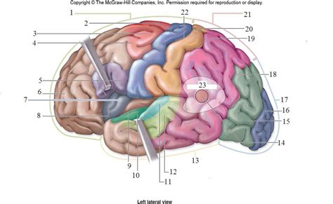 Sensory Cortex Location