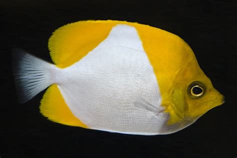 Easy to keep, reef safe Butterflyfish? | REEF2REEF Saltwater and Reef ...