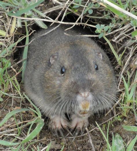 Author Lynda Beck Fenwick Gopher Vs Mole