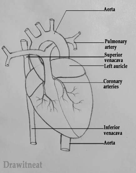 Simple Easy Human Heart Diagram