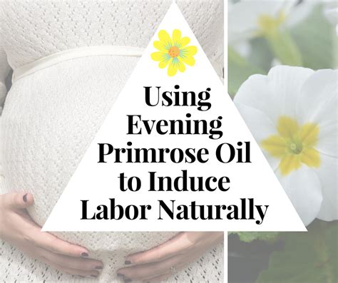 How To Use Evening Primrose Oil To Induce Labor Evening Primrose Oil