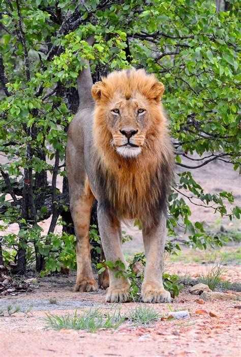 Lions of the Kruger National Park - the kings & queens of the big cats ...