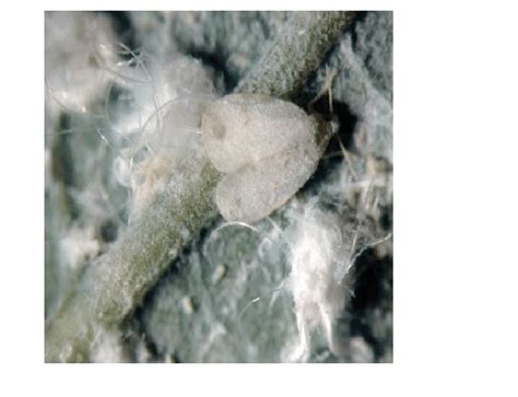 Whiteflies On Cassava Download Scientific Diagram