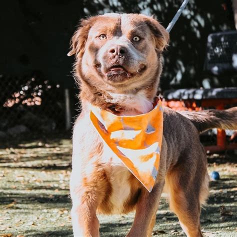 Fluffy Pit Bull Meet The Hippie Pittie