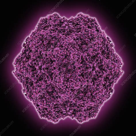 Canine Parvovirus Capsid Stock Image C026 6106 Science Photo Library