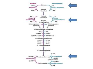 Clase glucólisis PPT