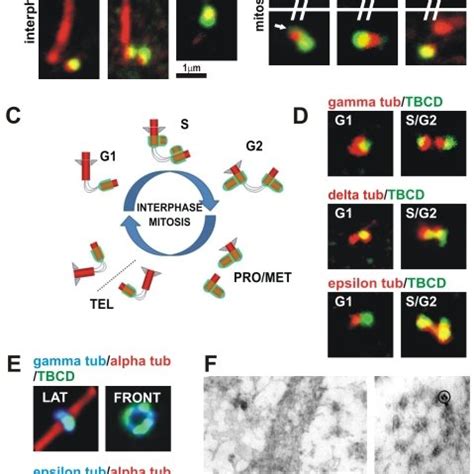 TBCD Overexpression Resulted In Microtubule Detachment From The