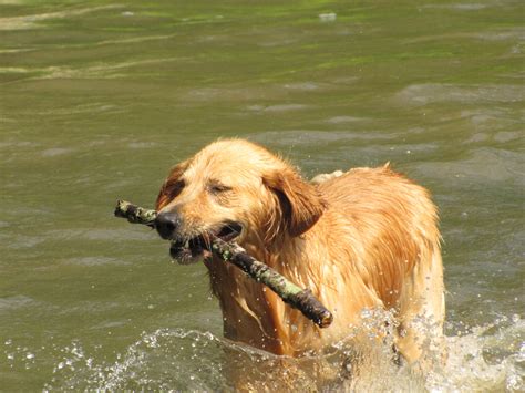 Free Images Water Animal Playing Golden Retriever Vertebrate Dog