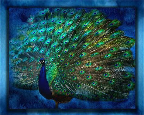 Peacock Pictures In Rain